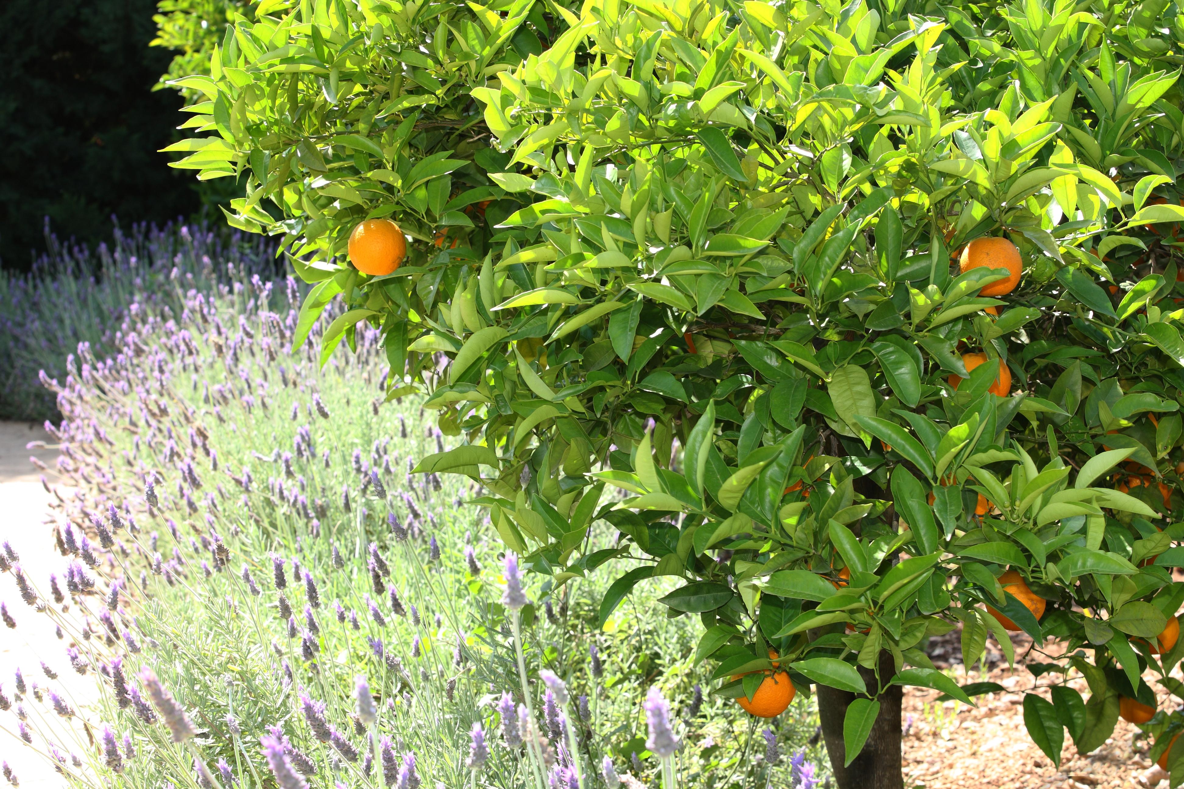 Finca Ca'S Curial - Agroturismo - Adults Only Sóller Exterior foto